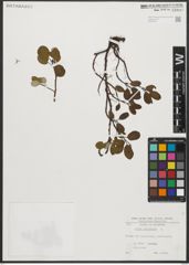 Foto von Salix reticulata L.